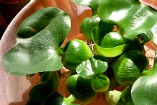 eichhornia crassipes
